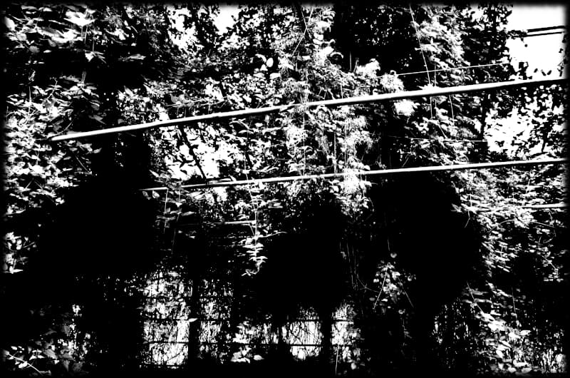 Chevals, illustration accueil